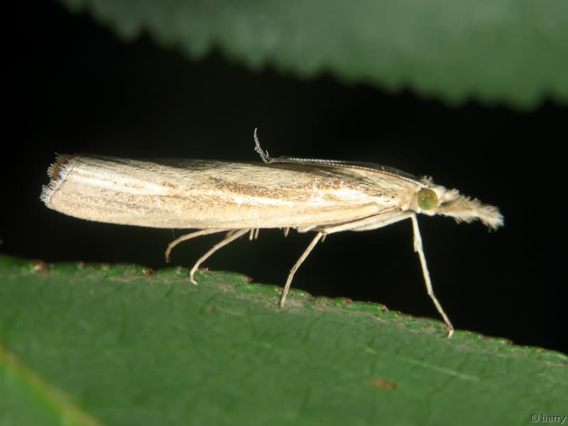 Agriphila straminella (Denis & Schiffermüller, 1775)